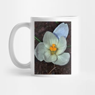 White Crocus - Early Spring - Flower Mug